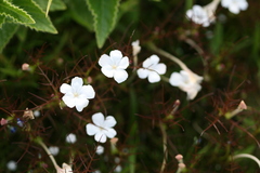 Rhamphicarpa longiflora